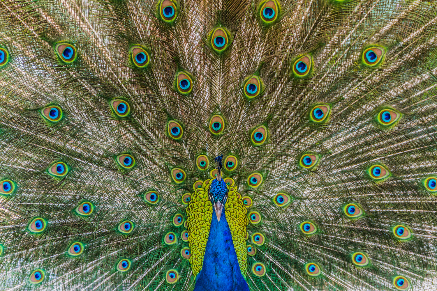 Peacock